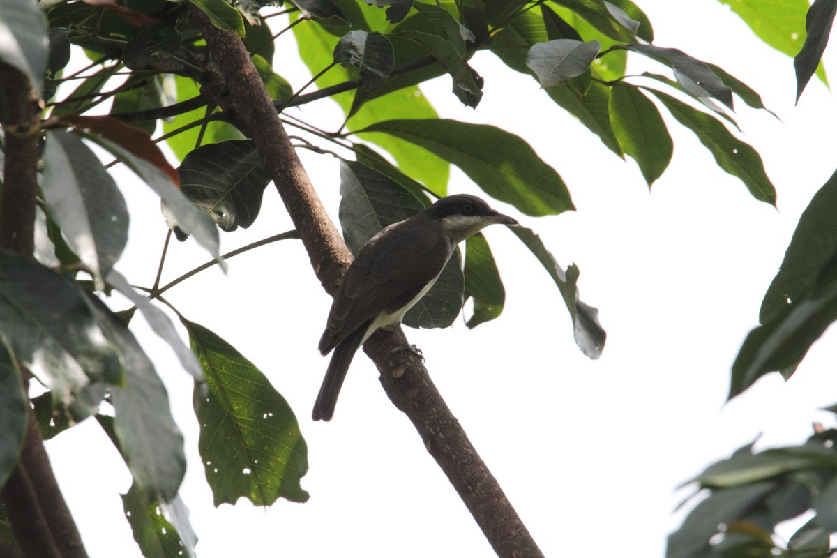 Malabar Woodshrike - ML94395891