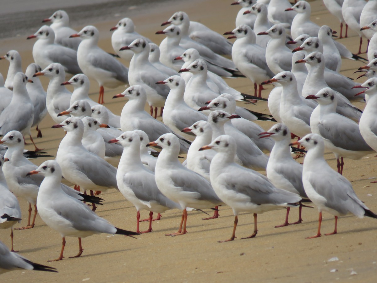 Brown-headed Gull - Mohanan Choron