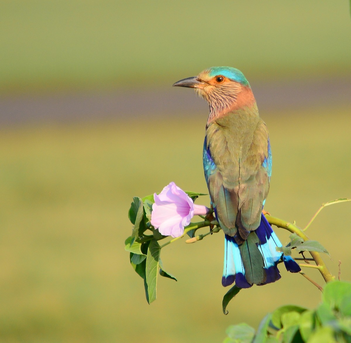 Indian Roller - Janardhan Uppada
