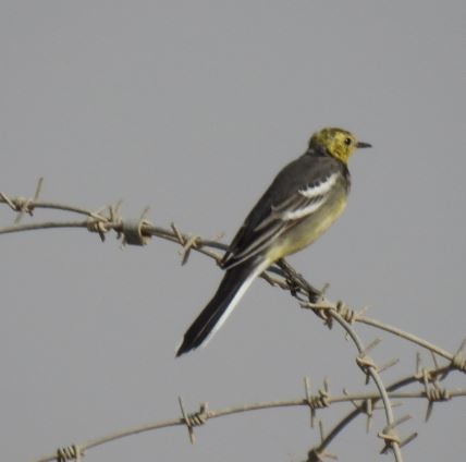 Citrine Wagtail - Irvin Calicut