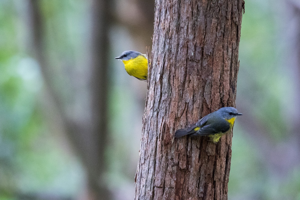 Eastern Yellow Robin - Malcolm Graham