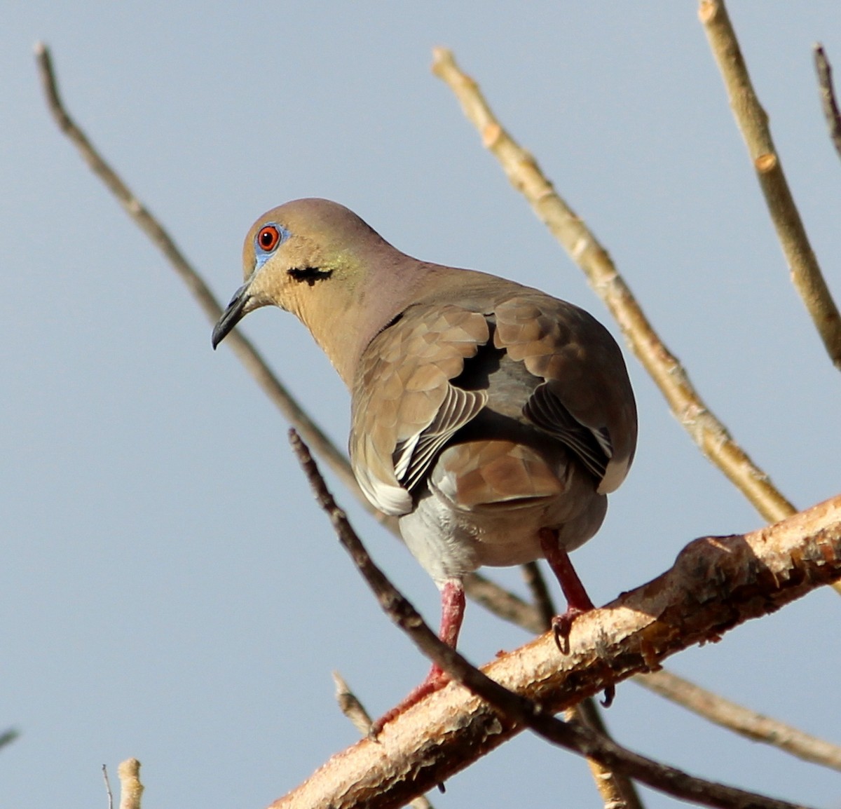 White-winged Dove - Craig Evans