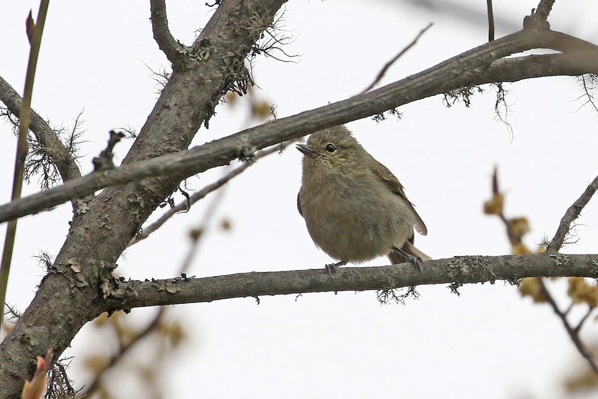 Yellow-browed Tit - ML94400121
