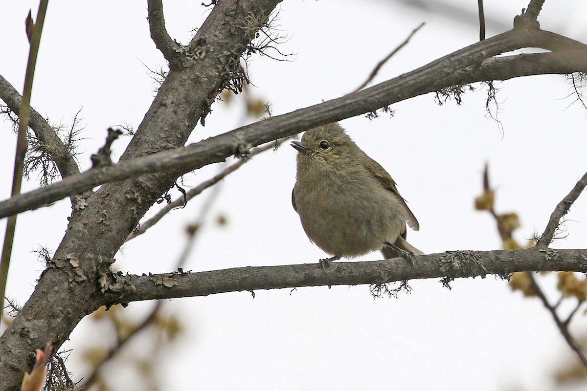 Yellow-browed Tit - Charley Hesse TROPICAL BIRDING