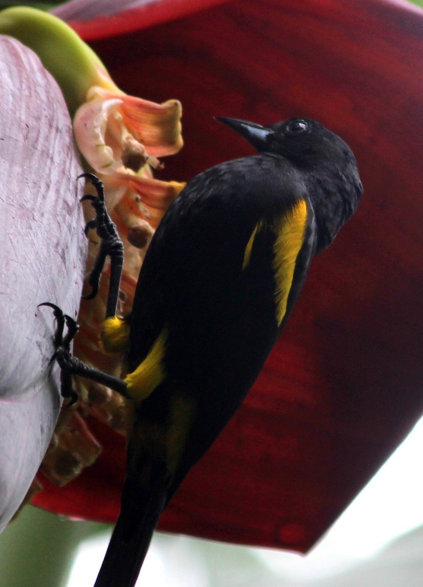 Cuban Oriole - ML94401601