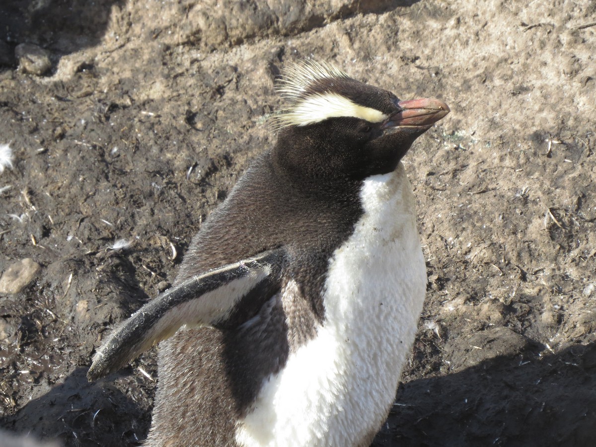 Erect-crested Penguin - ML94403661