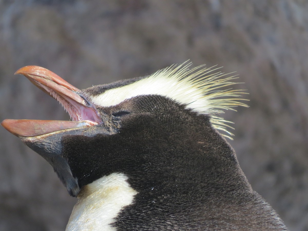 Erect-crested Penguin - ML94403751