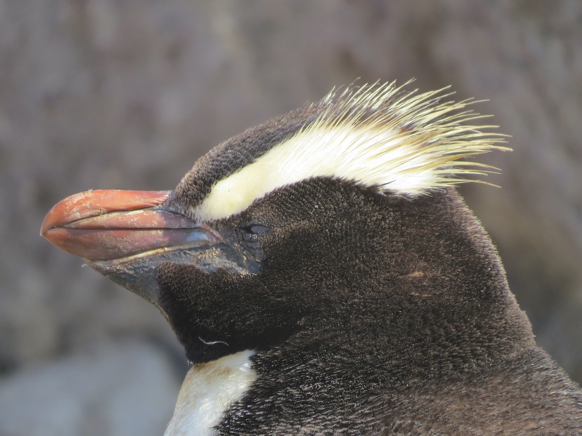 Пінгвін прямочубий - ML94403771