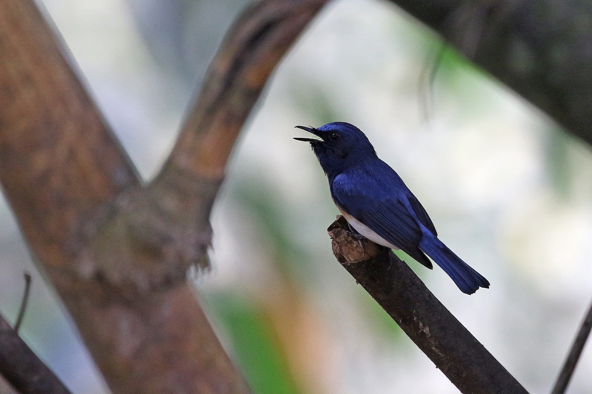 Blue-throated Flycatcher - ML94403851