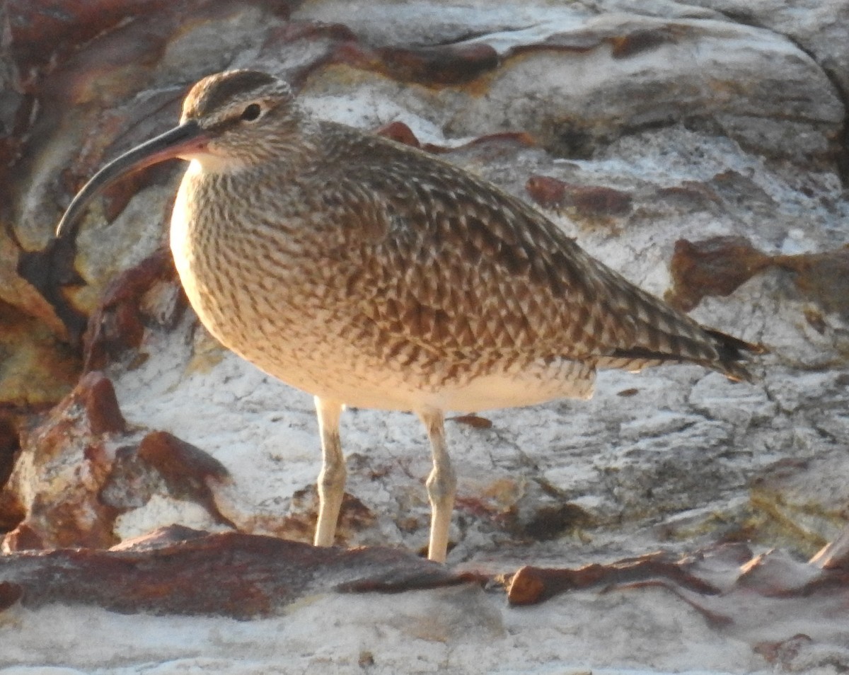 Whimbrel - ML94404021