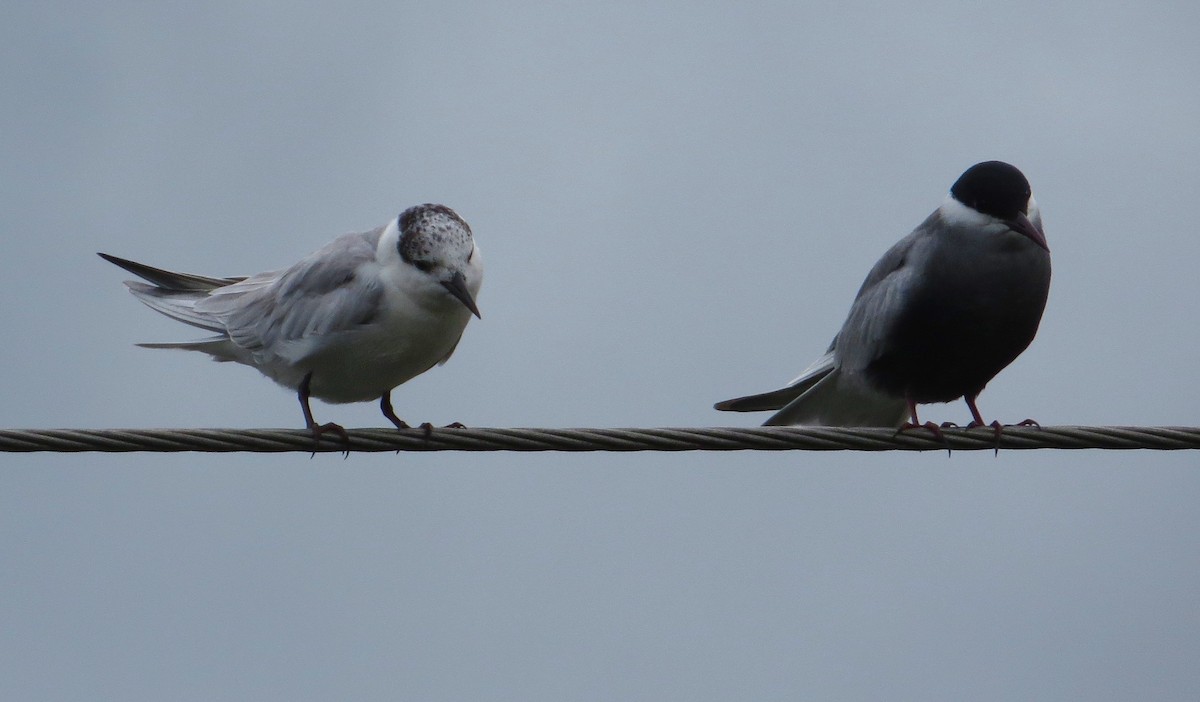 Whiskered Tern - ML94404221