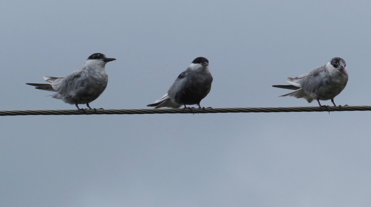 Whiskered Tern - ML94404261