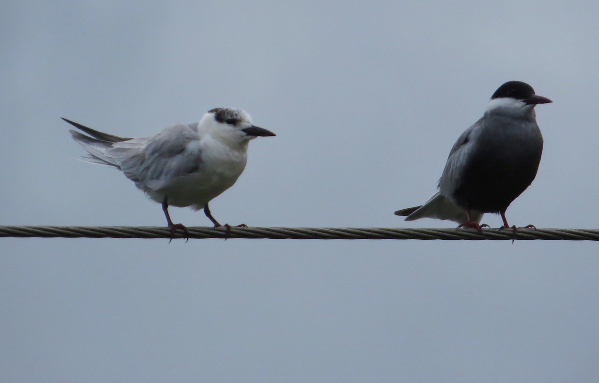 Whiskered Tern - ML94404301