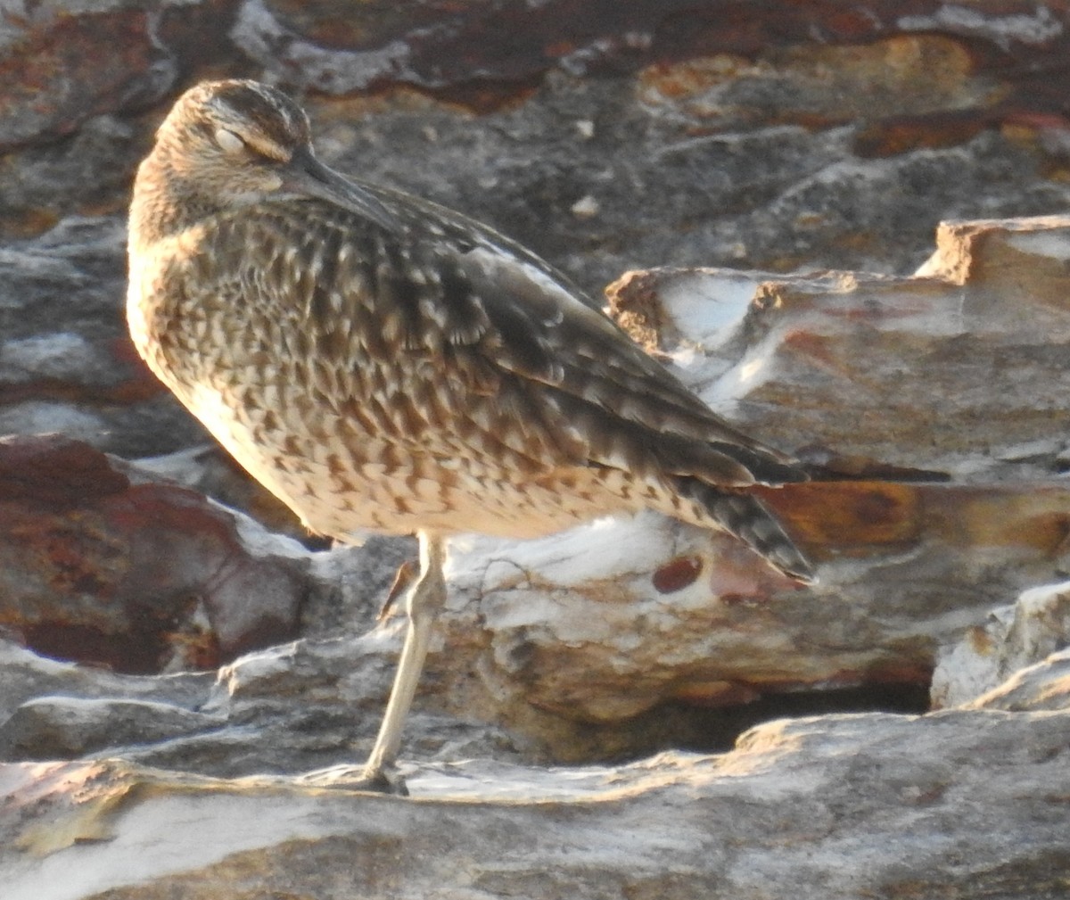 Whimbrel - ML94404481