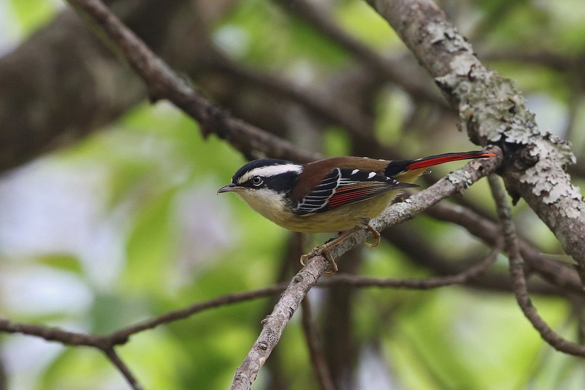 Red-tailed Minla - ML94404641