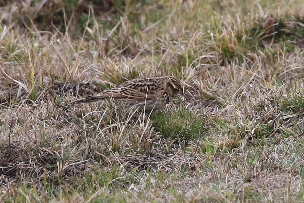 Oriental Skylark - ML94404981