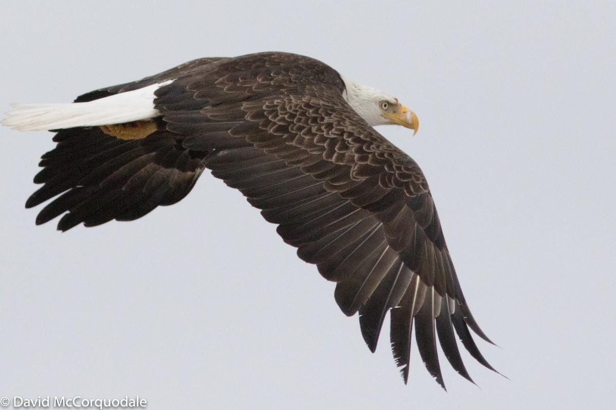 Bald Eagle - David McCorquodale