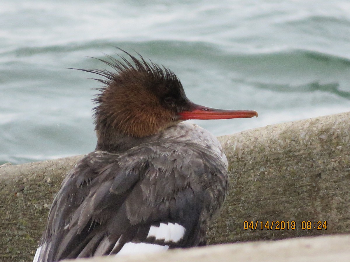 Red-breasted Merganser - ML94406371