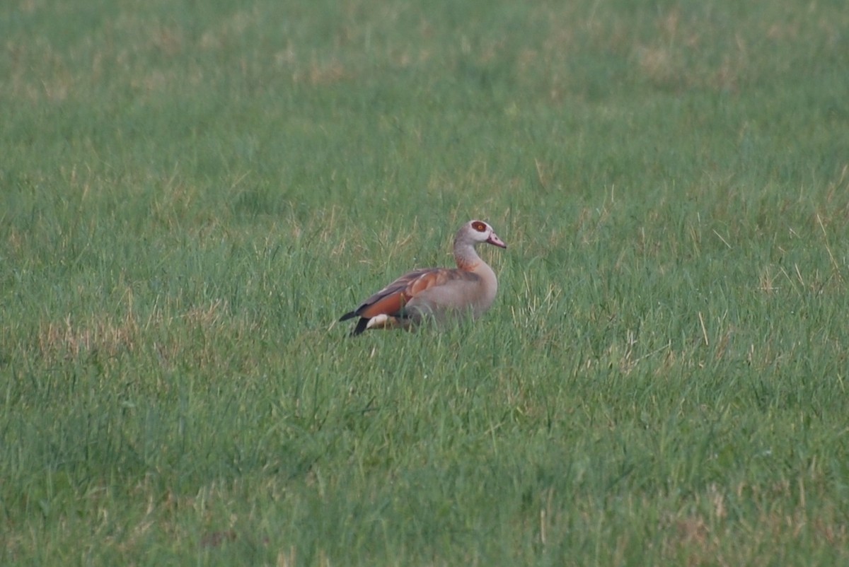Egyptian Goose - ML94406721