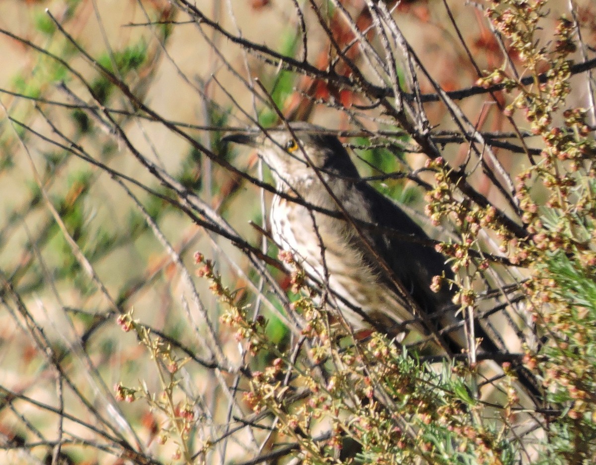 Sage Thrasher - ML94407121