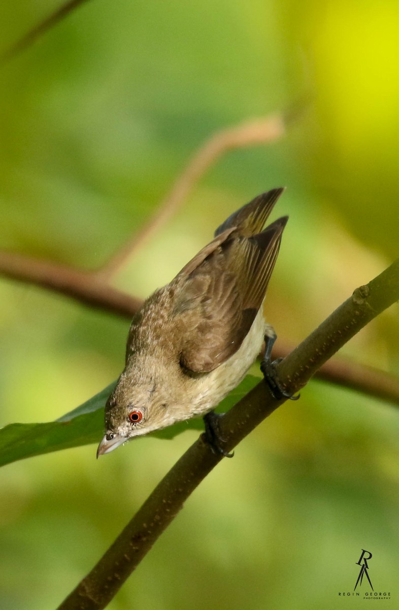 Thick-billed Flowerpecker - ML94407561