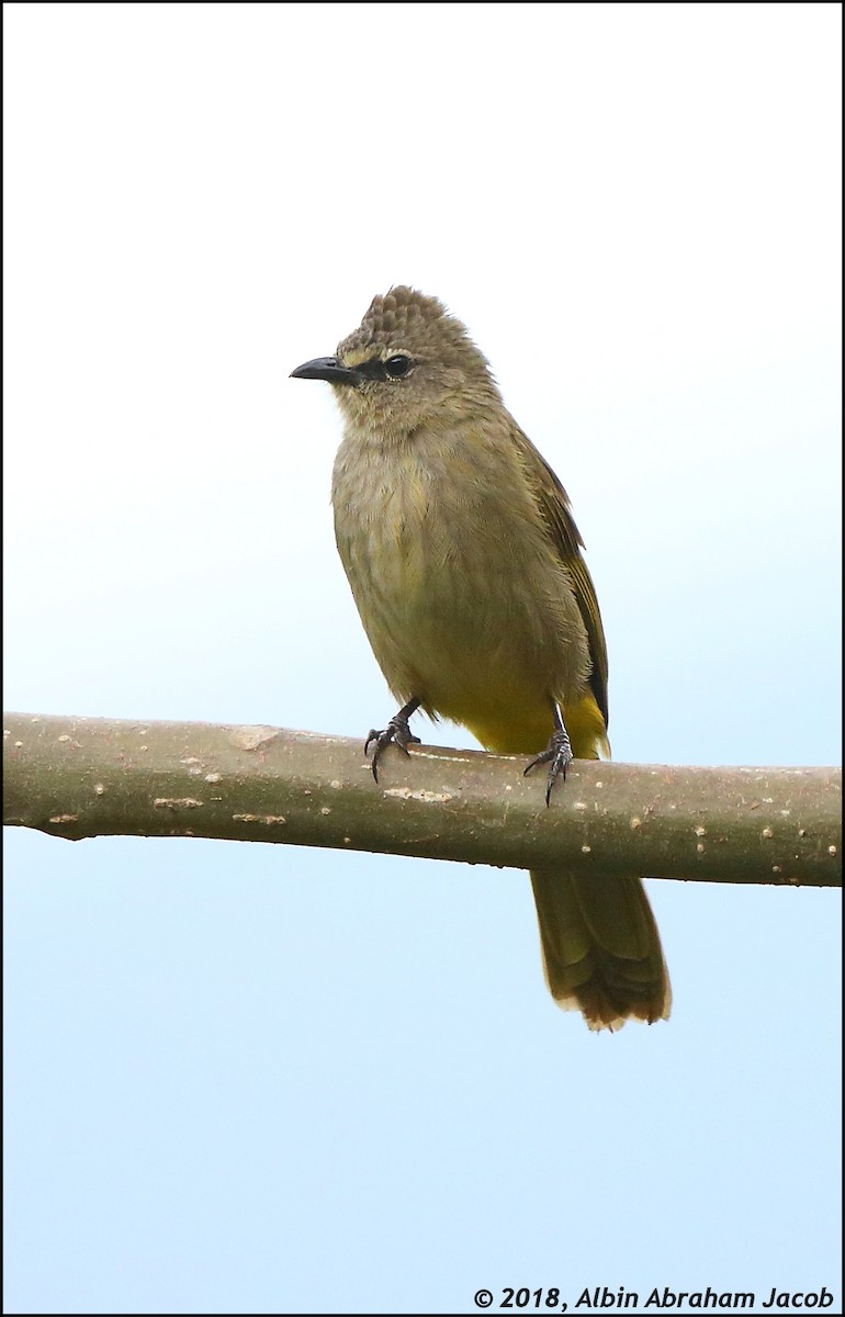 Flavescent Bulbul - Albin Jacob