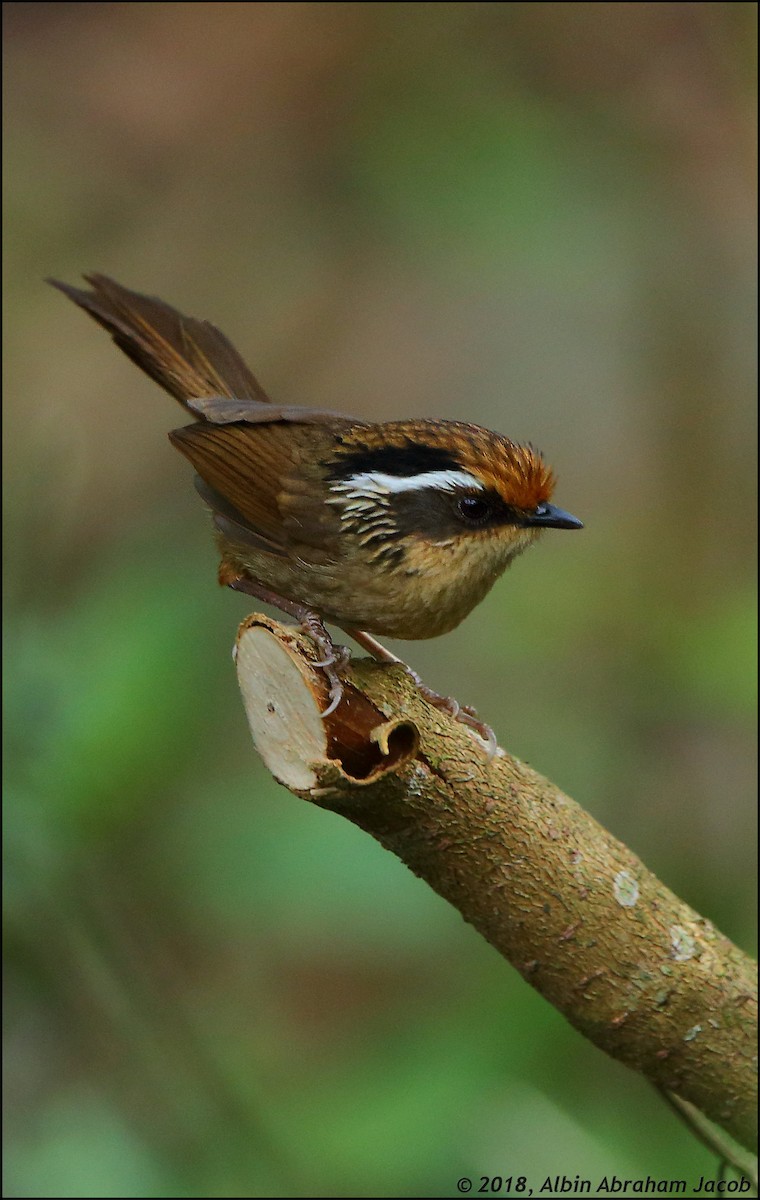 Rusty-capped Fulvetta - Albin Jacob