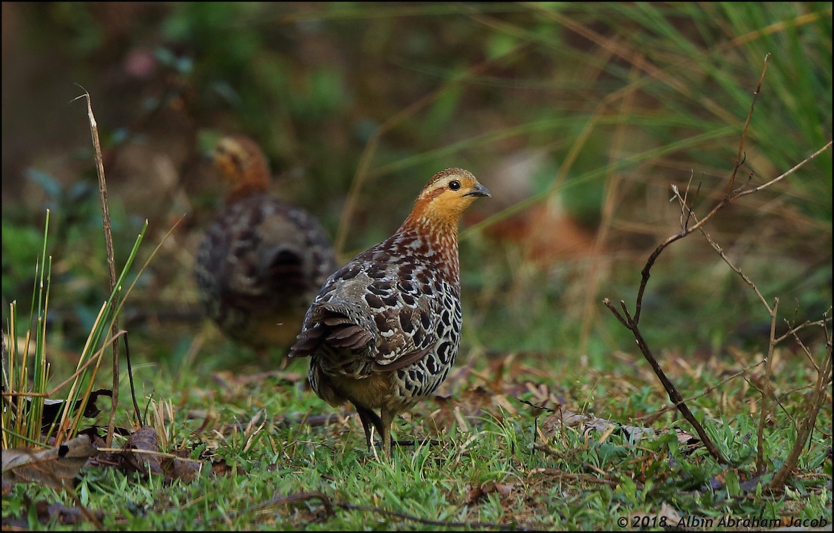 Mountain Bamboo-Partridge - Albin Jacob