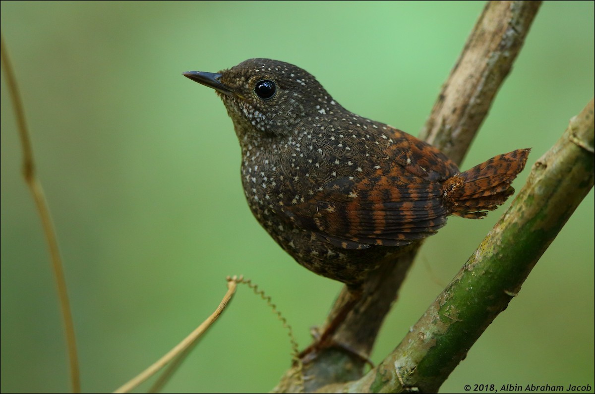 Spotted Elachura - Albin Jacob
