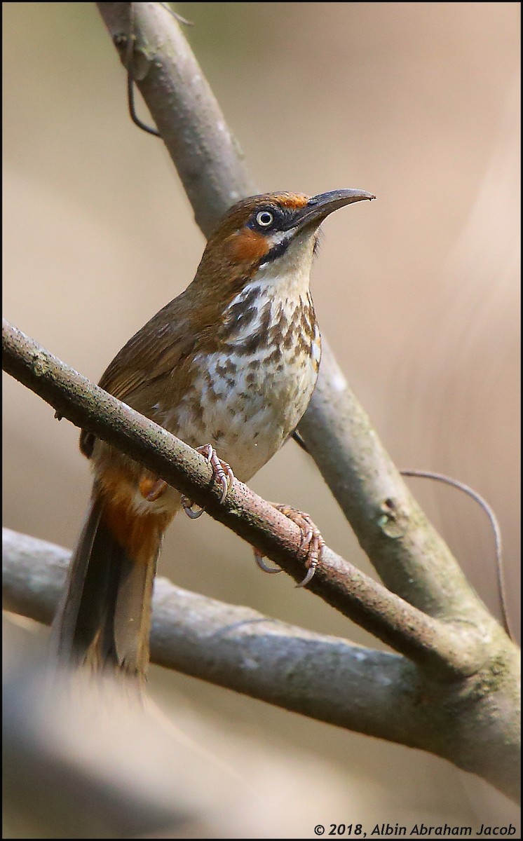 Spot-breasted Scimitar-Babbler - Albin Jacob