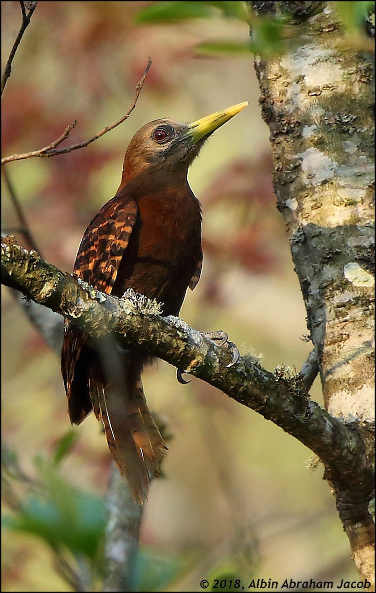 Bay Woodpecker - ML94409411