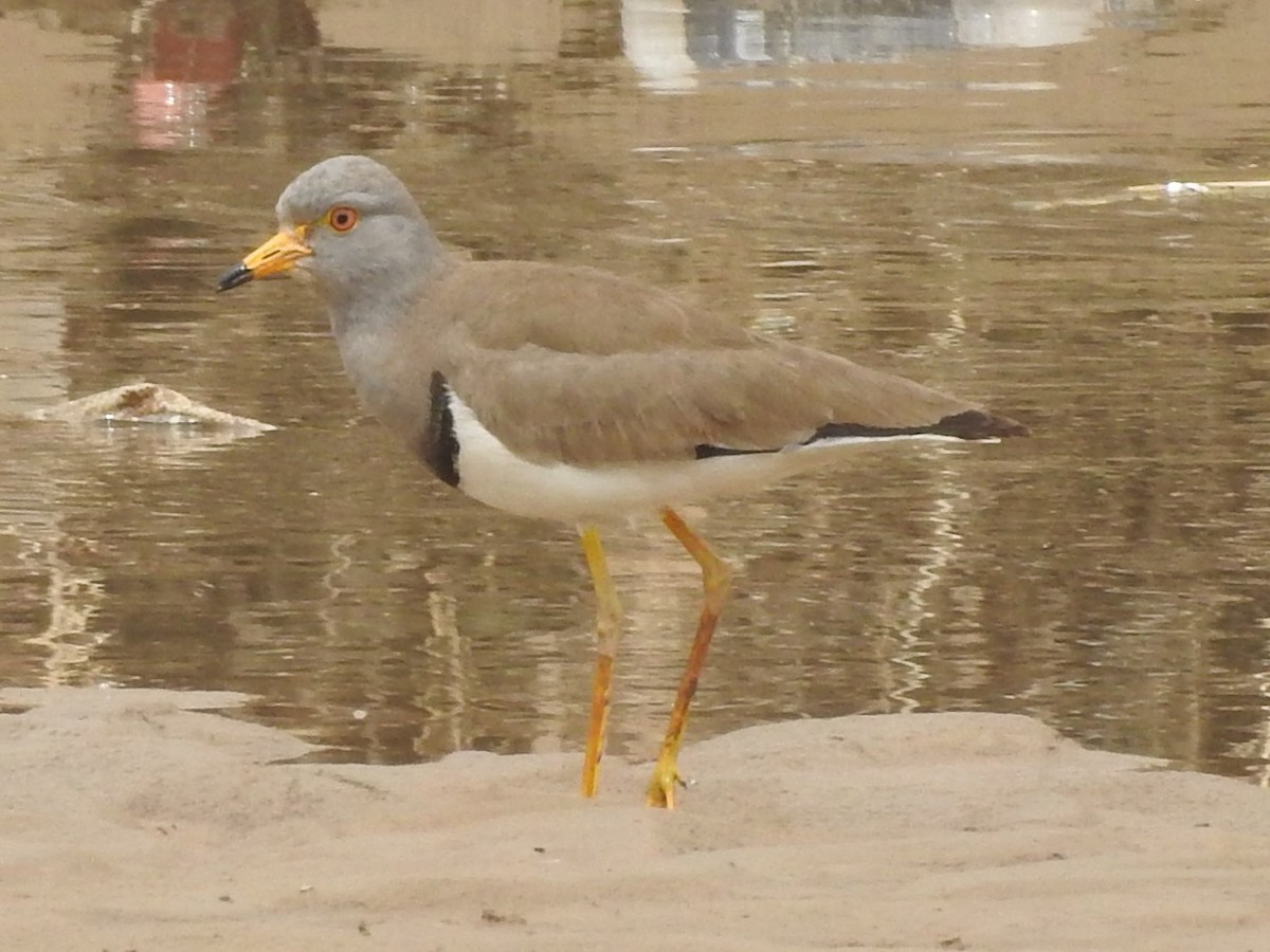 Gray-headed Lapwing - Philip Steiner