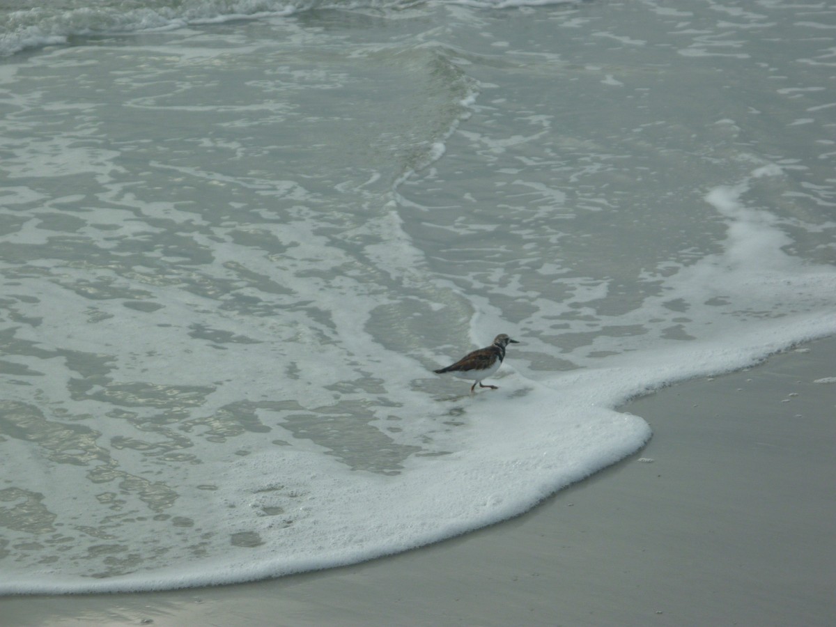 Ruddy Turnstone - ML94410581