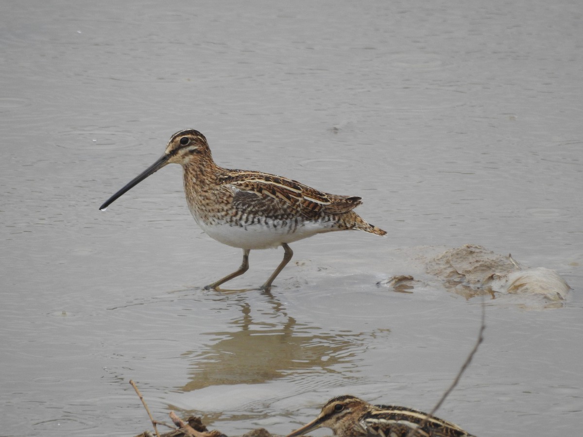 Common Snipe - Philip Steiner