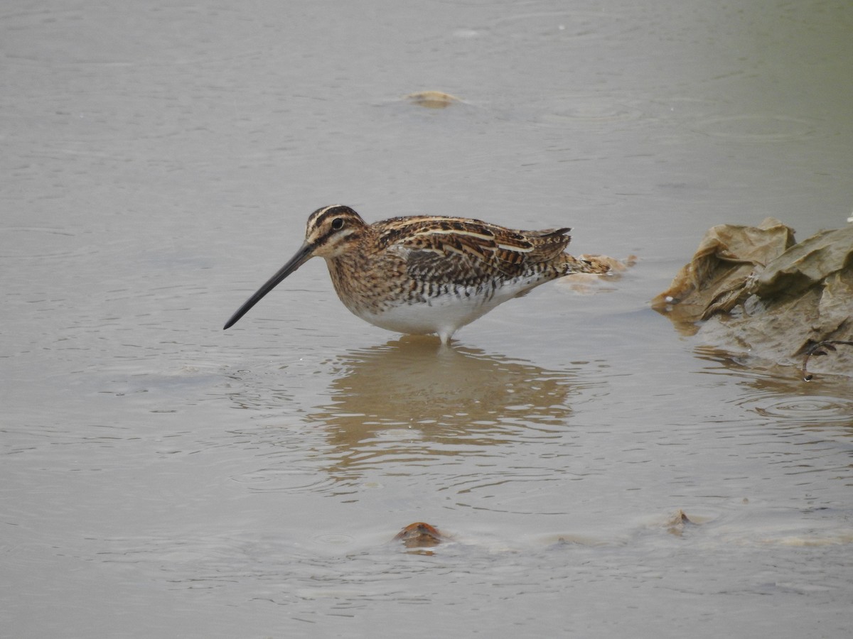 Common Snipe - ML94411691