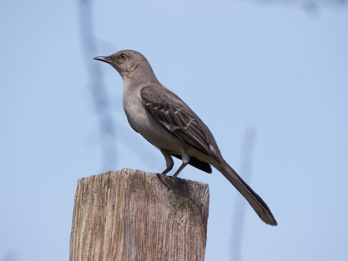 Northern Mockingbird - Christopher Eliot