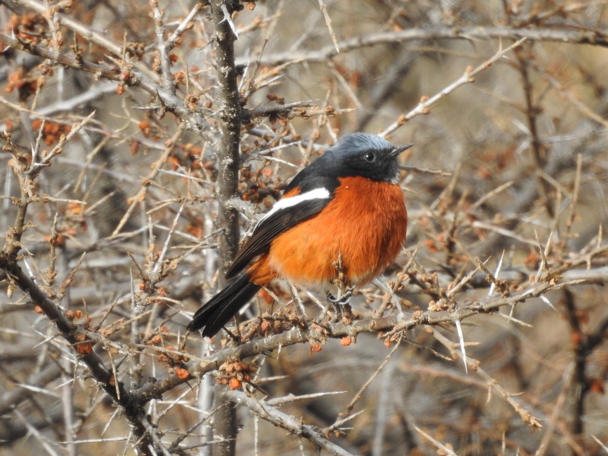 White-throated Redstart - ML94412141