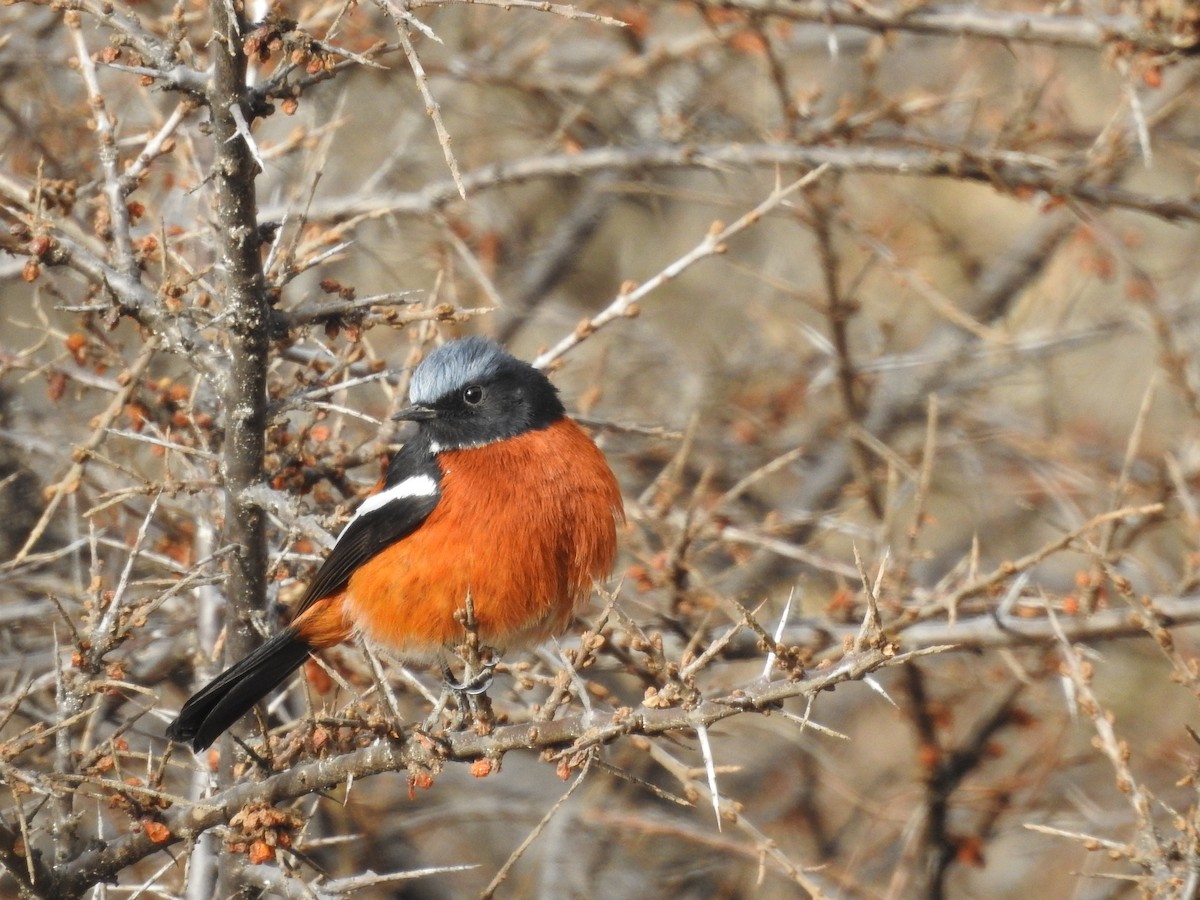 White-throated Redstart - ML94412171