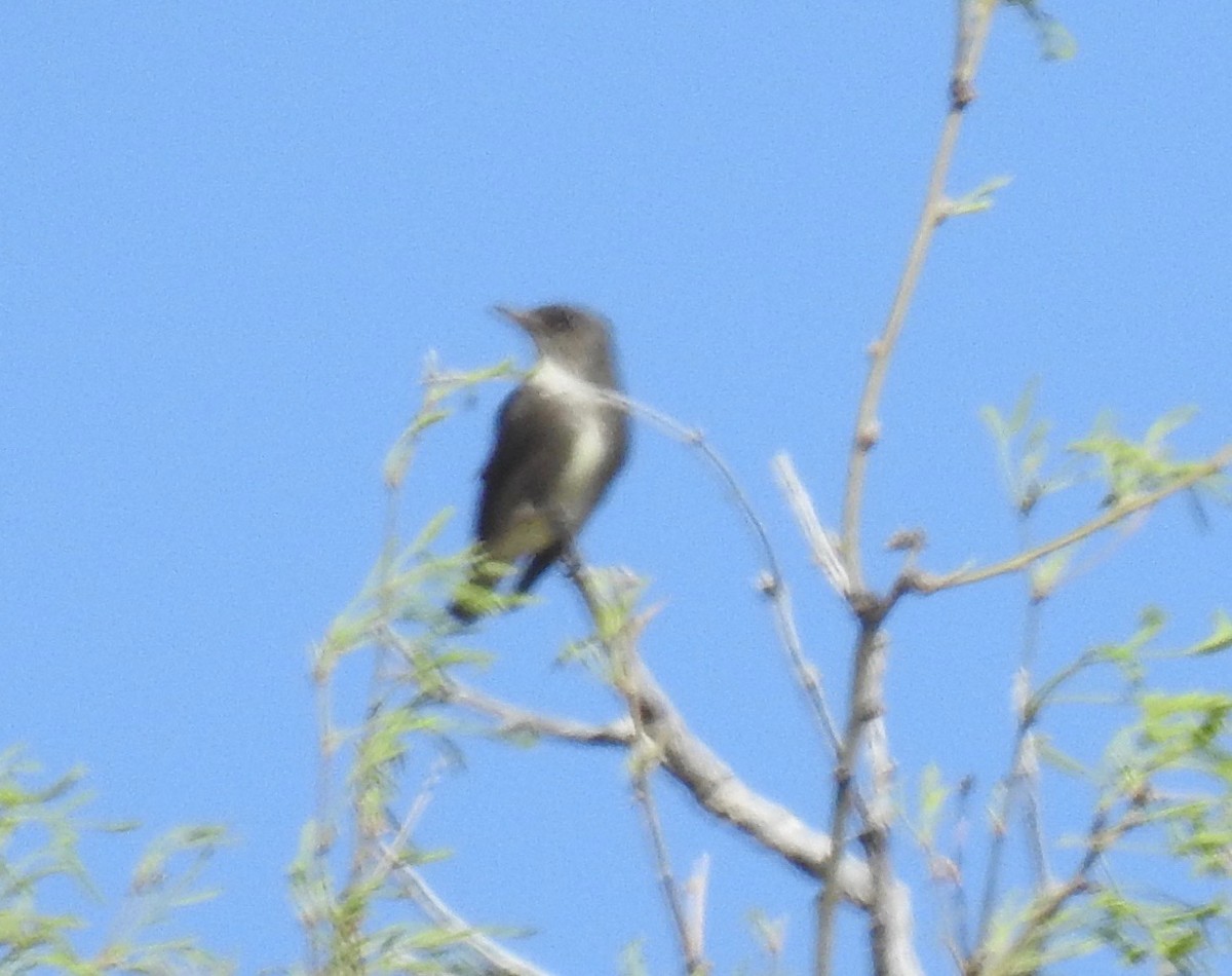 Olive-sided Flycatcher - ML94412431