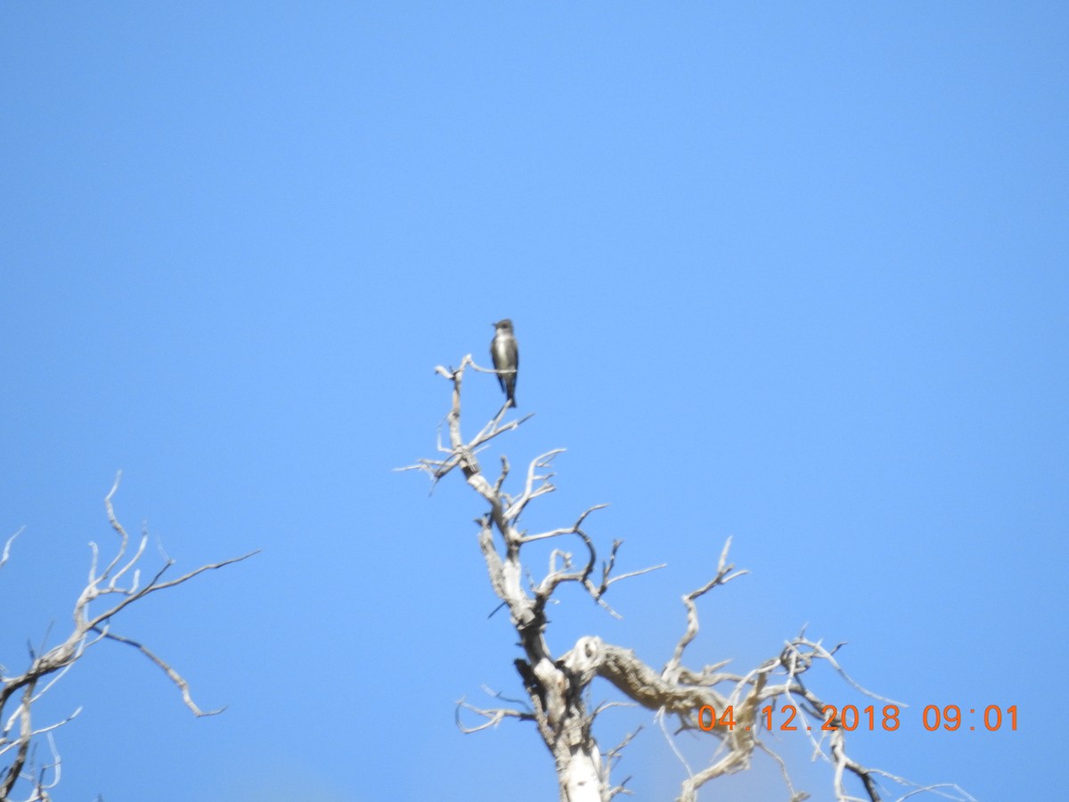 Olive-sided Flycatcher - ML94412451