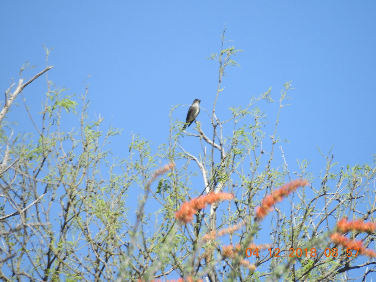 Olive-sided Flycatcher - ML94412471