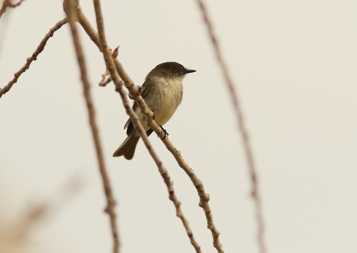 Eastern Phoebe - ML94412561