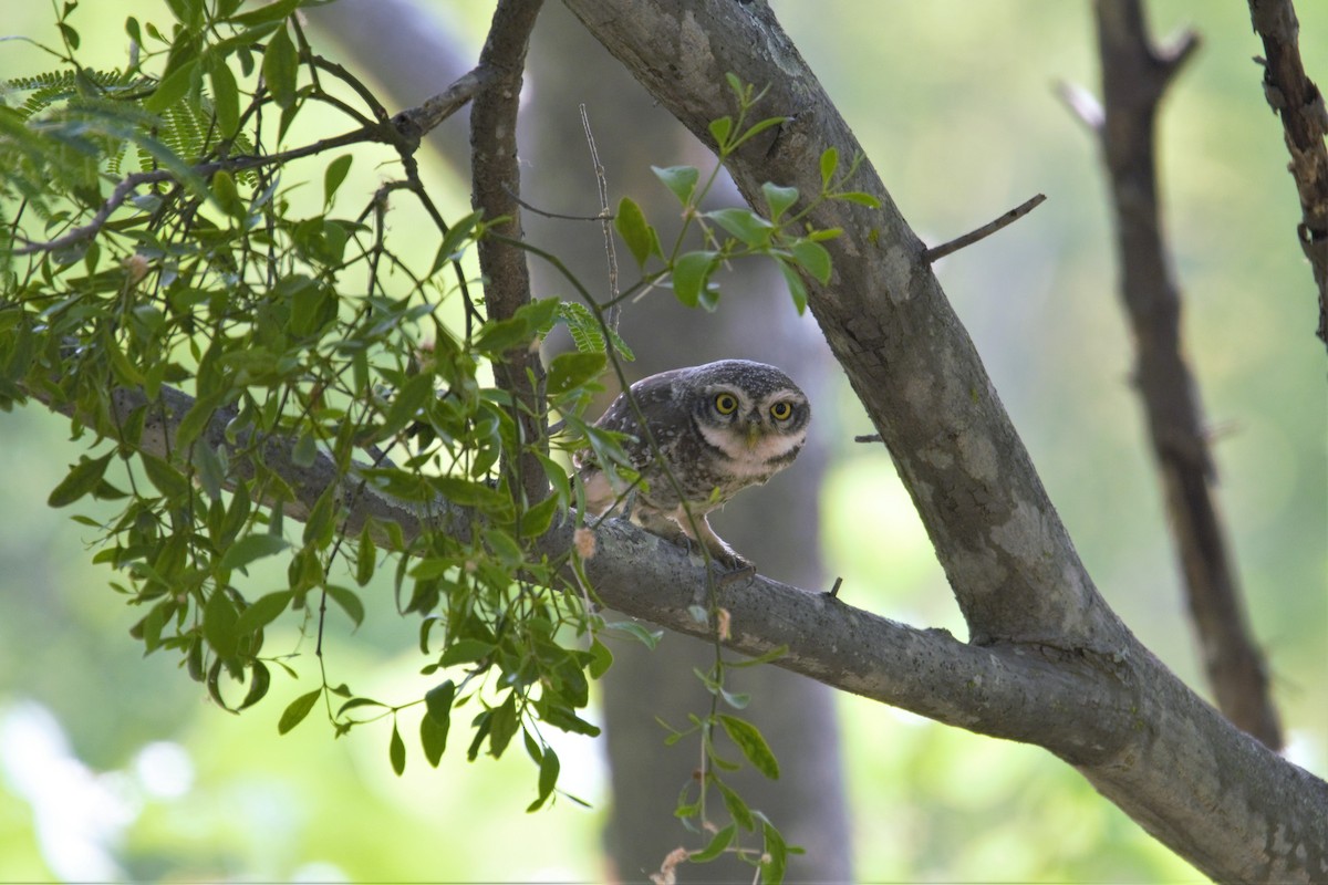 Spotted Owlet - ML94413751