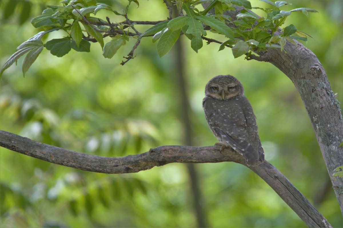 Spotted Owlet - ML94413771