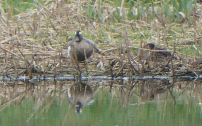 Garganey - ML94414151