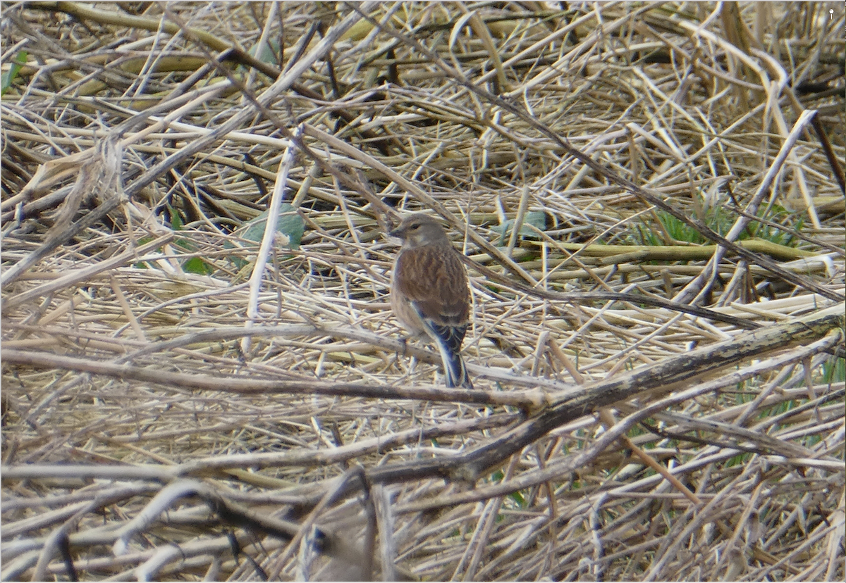 Eurasian Linnet - ML94414431