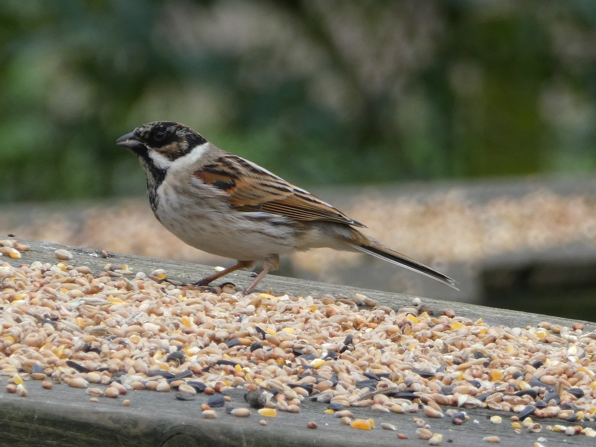 Reed Bunting - ML94414451