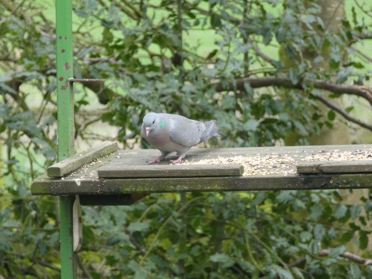 Stock Dove - Oli Bailey