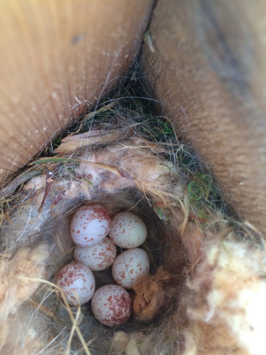 Carolina Chickadee - Caleb Bronsink