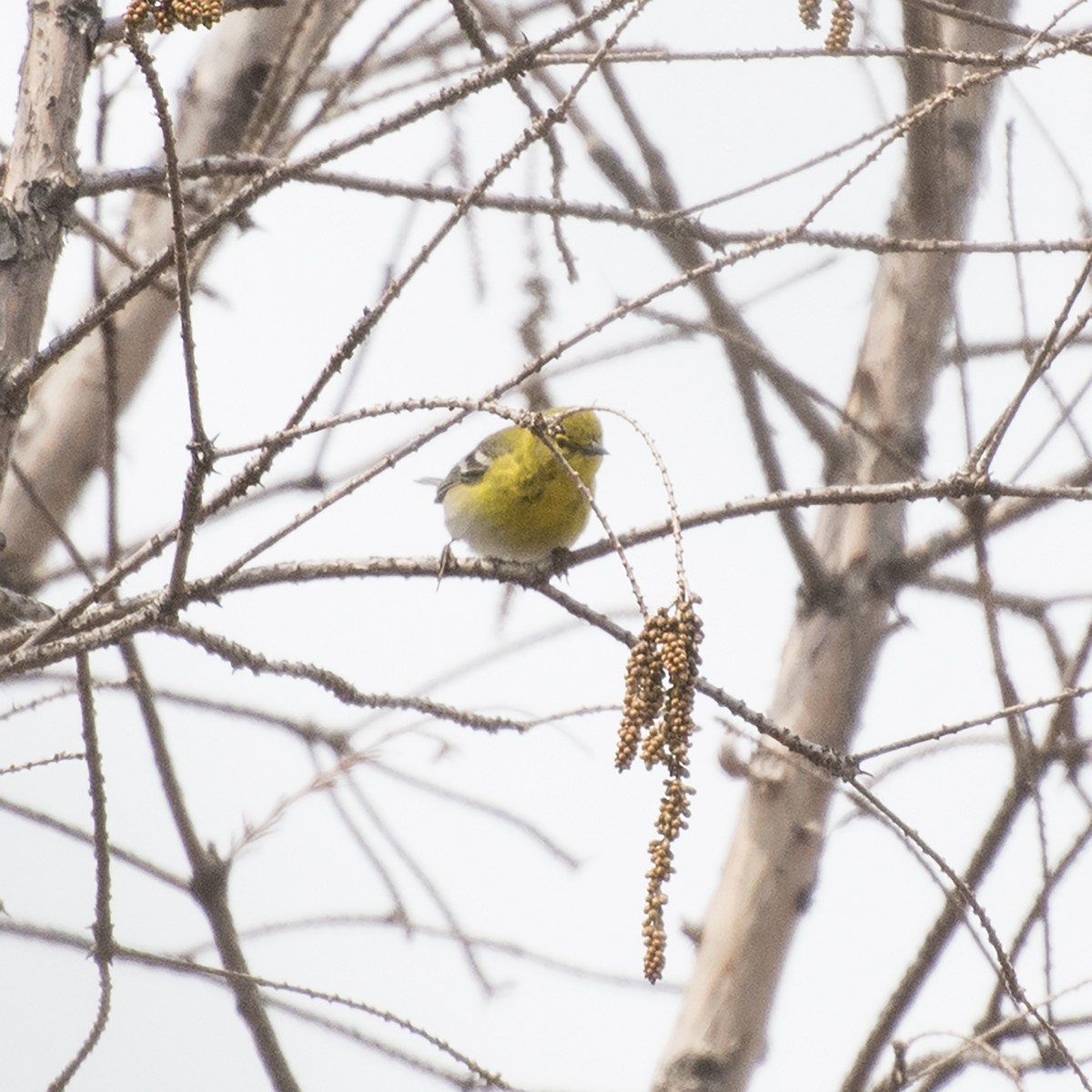 Pine Warbler - ML94415851